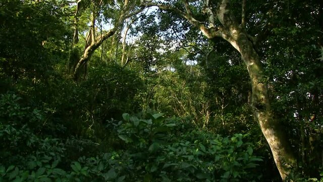 Coastal Forest of Southern Africa