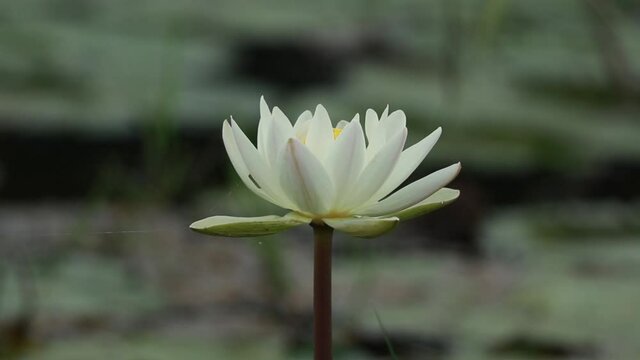White color water lily or Nymphaeaceae in a pond