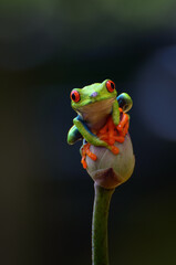 Naklejka premium Red-eyed tree frog perched on a flower
