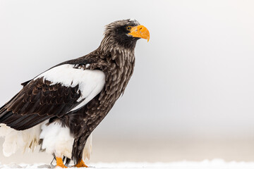 真横を向くオオワシ