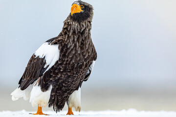 右を向くオオワシ