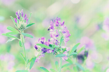 A soft toned image in selective focus of wildflowers against a blurred background of a blooming summer meadow.