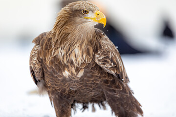 気品漂うオジロワシ