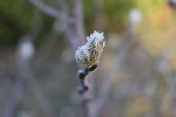 Close-up of Starry Magnolia blossoms on branch covered by frost on winter season. Magnolia stellata