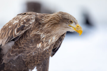 眼光鋭いオジロワシ