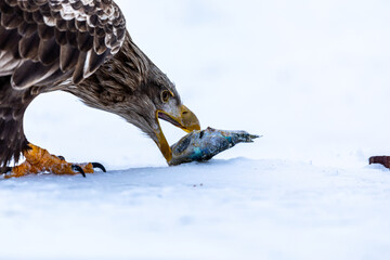 魚に喰らいつくオジロワシ