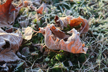 Dry Plane tree brown leaves covered by frost on green grass in the garden at dawn. Platanus...