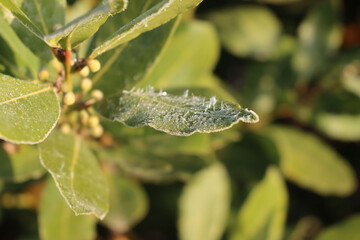 Close-up of frost on Laurel leaves on branch at dawn on wnter season. Laurus nobilis bush 