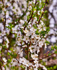 tree prunus white blossom, selective focus with bokeh background