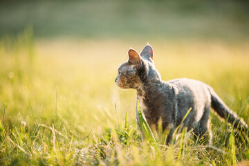 Young Gray Devon Rex Kitten Sitting In Green Grass. Short-haired Cat Of English Breed. Copy Space