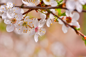 cherry blossom in spring, selective focus
