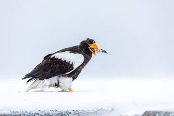 Fototapeta premium 魚を口に入れるオオワシ