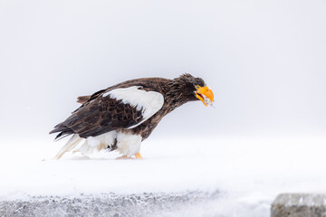 魚を食むオオワシ