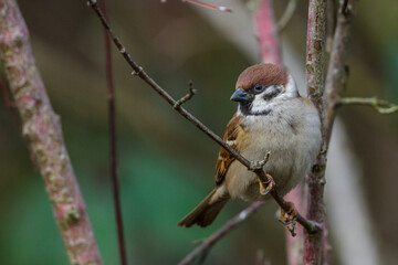 Feldsperling (Passer montanus)