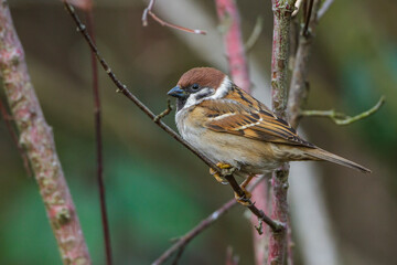 Feldsperling (Passer montanus)