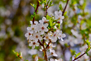 tree blossom prunus, white flowers, bokeh background
