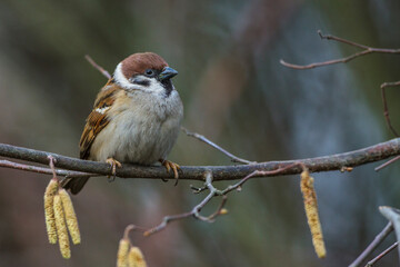 Feldsperling (Passer montanus)