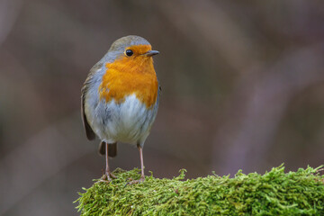 Rotkehlchen (Erithacus rubecula)
