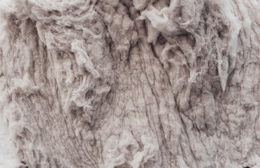 cotton close up