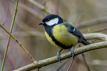 Kohlmeise (parus major)
