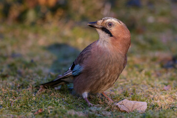 Eichelhäher (Garrulus glandarius)