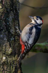 Buntspecht (Dendrocopos major) Männchen