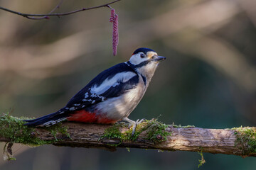 Buntspecht (Dendrocopos major) Männchen