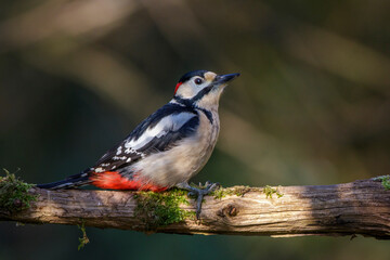 Buntspecht (Dendrocopos major) Männchen