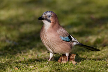 Eichelhäher (Garrulus glandarius)
