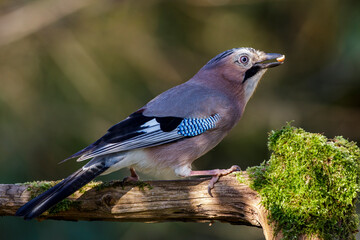 Eichelhäher (Garrulus glandarius)