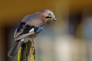Eichelhäher (Garrulus glandarius)