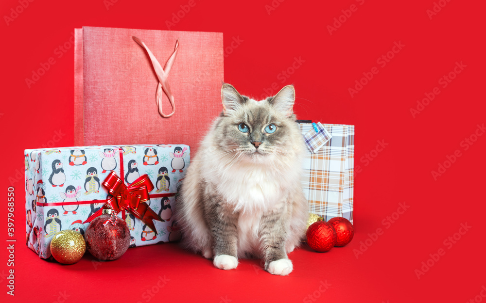 Wall mural a fluffy cat sits next to gifts on a red background