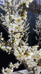 Apricot flower on black background