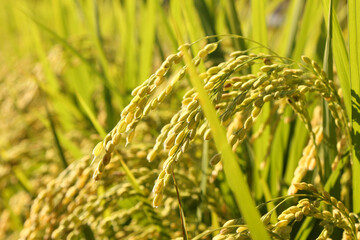 Close up to korea rice seeds in ear of paddy