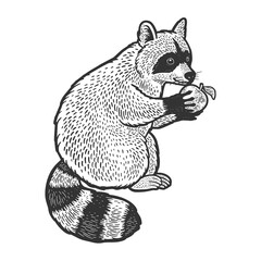 raccoon and apple sketch engraving vector illustration. T-shirt apparel print design. Scratch board imitation. Black and white hand drawn image.