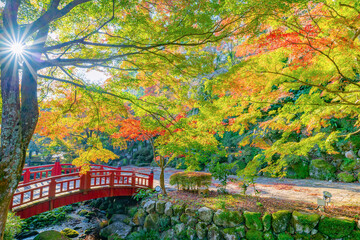 静岡県熱海市　早朝の熱海梅園の紅葉　もみじ祭り