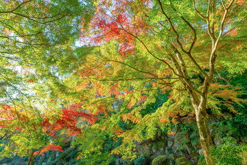 静岡県熱海市　早朝の熱海梅園の紅葉　もみじ祭り