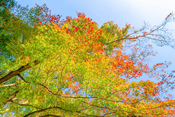 静岡県熱海市　熱海梅園の紅葉　もみじ祭り