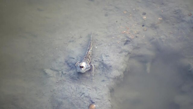 Mudskipper (amphibious fish) is stay at the coastal mud.