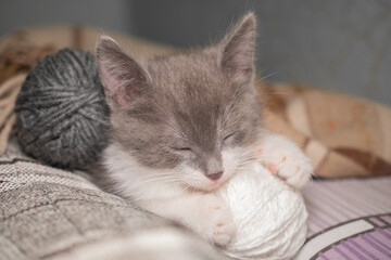 A small gray-white kitten falls asleep in a ball of thread on a checkered blanket: space for text.  The kitten closes its eyes and holds a ball with its paws