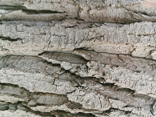 Tree bark texture, trunk, cracked wood. Frame in nature close-up.