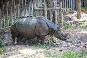 A rhinoceros walking in the zoo