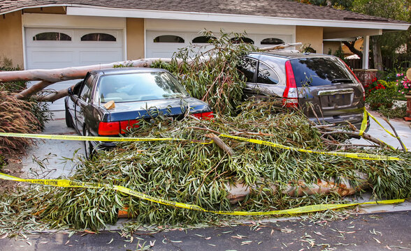 Tree falls on cars smashing them into a total loss.