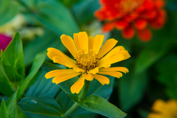 Zinnia variety of colors Planted in the park. Zinnia variety of colors Planted in the park. Thai people call it Dok Ban Chuen.