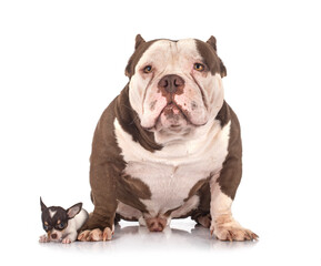 Obraz premium american bully and chihuahua