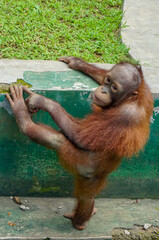 Orangutan in the park. Wildlife animals from Sumatra. 