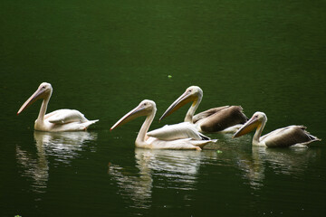 Four Beautiful Geese And Storks Are Swimming On The Water of A Lake