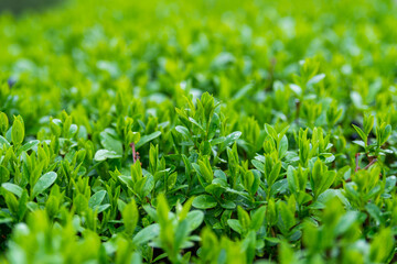 Green grass texture from a field