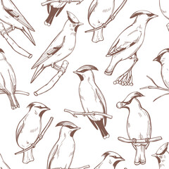 Waxwing birds. Vector  pattern.