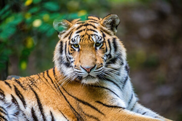 The Siberian tiger (Panthera tigris tigris) also called Amur tiger (Panthera tigris altaica) in the forest